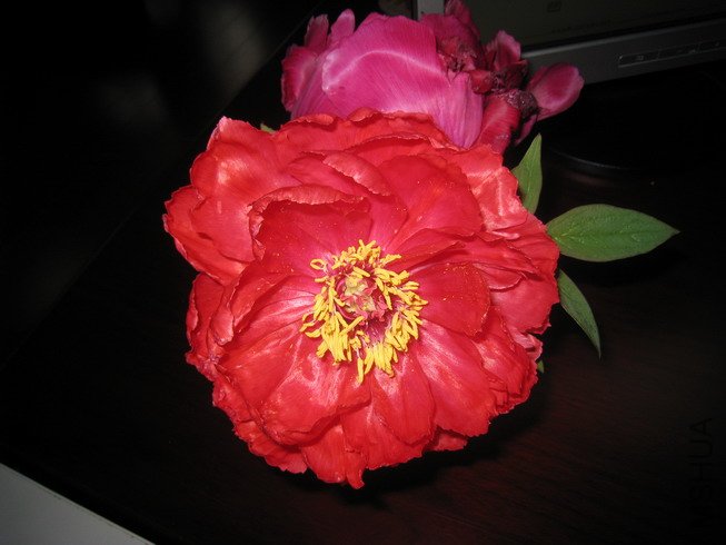 2010-04-22 001_��С��С.jpg