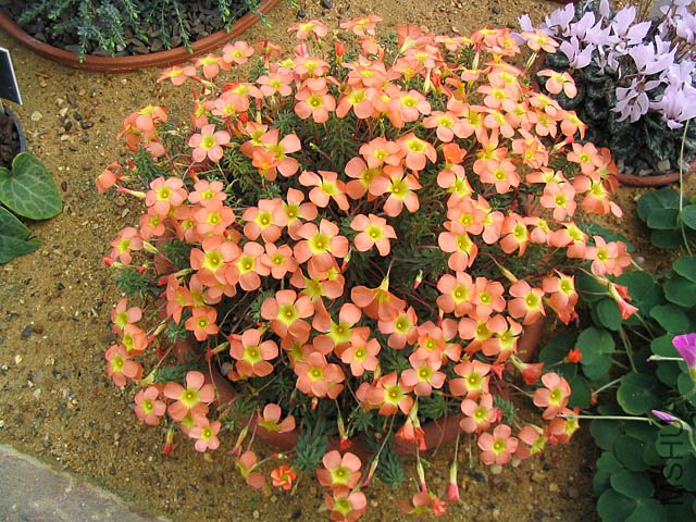 Oxalis%20massoniana[1].jpg