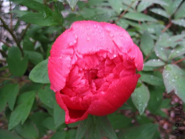 ������С 2010-04-22 006.jpg