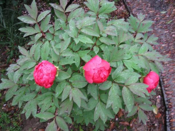 ������С 2010-04-22 007.jpg