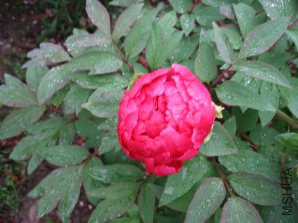 ������С 2010-04-22 005.jpg