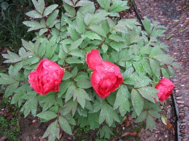 ������С 2010-04-22 012.jpg