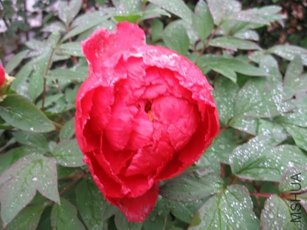 ������С 2010-04-22 010.jpg