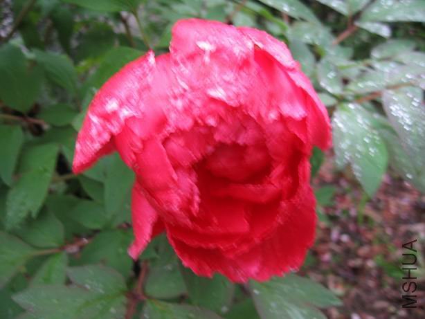 ������С 2010-04-22 011.jpg