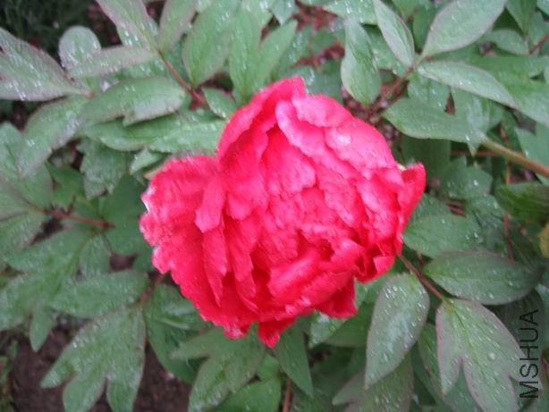 ������С 2010-04-22 009.jpg