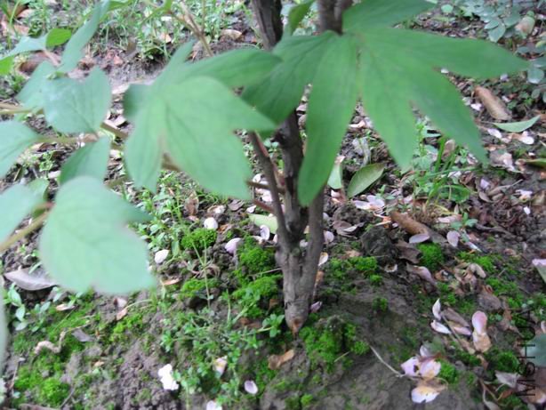 ������С 2010-04-22 018.jpg