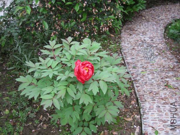 ������С 2010-04-22 016.jpg