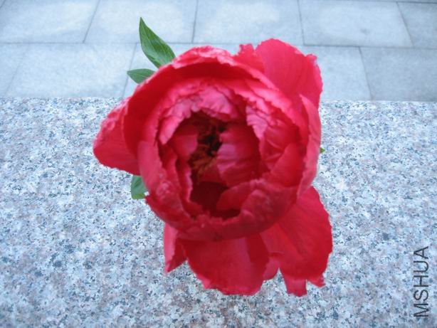 ������С 2010-04-22 042.jpg