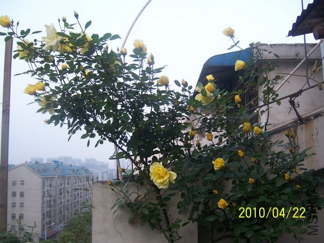100_6885.JPG