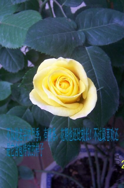100_6886.jpg