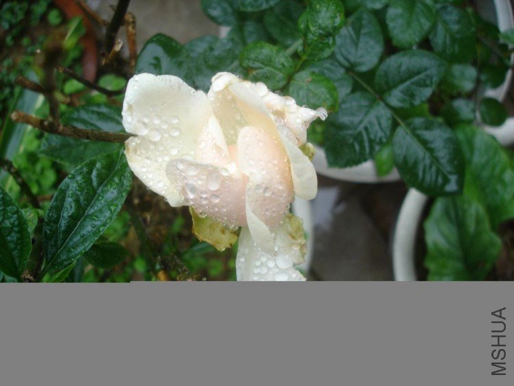 DSC01325.jpg