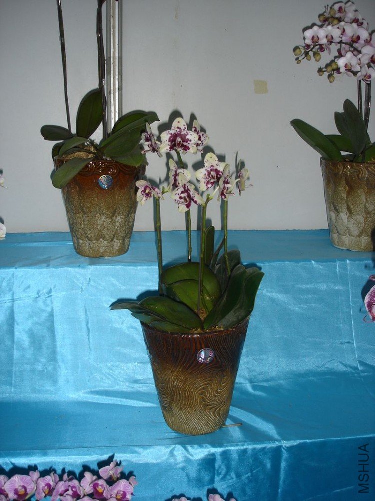 DSC00546.JPG