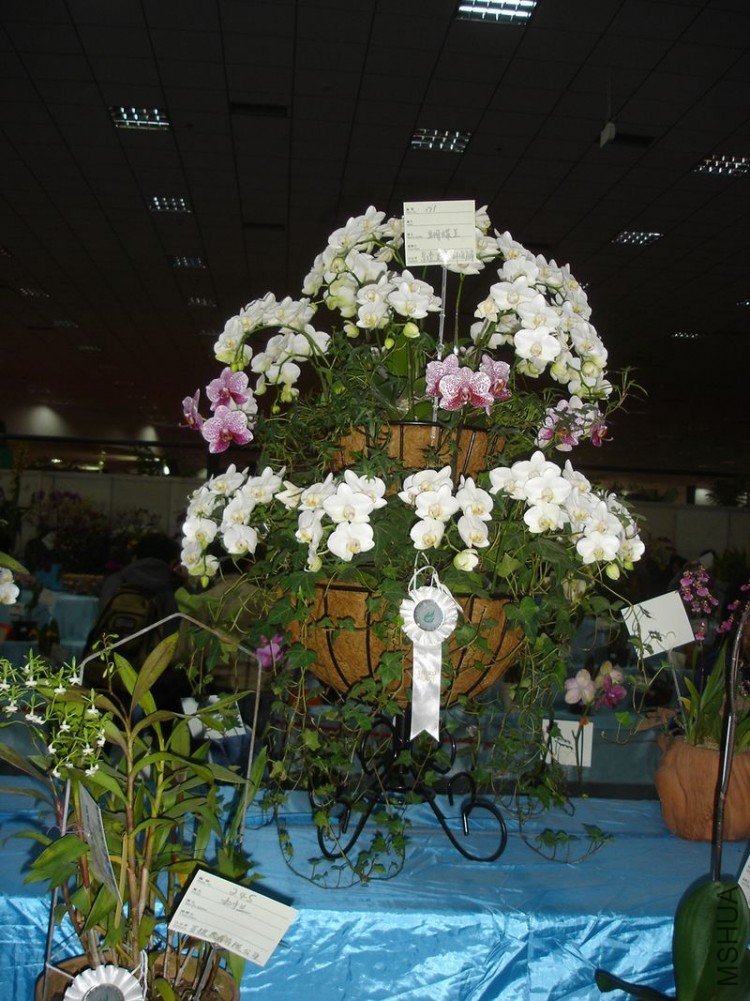 DSC00556.JPG