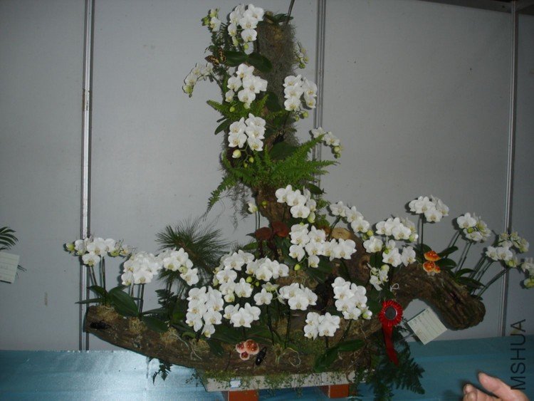 DSC00568.JPG