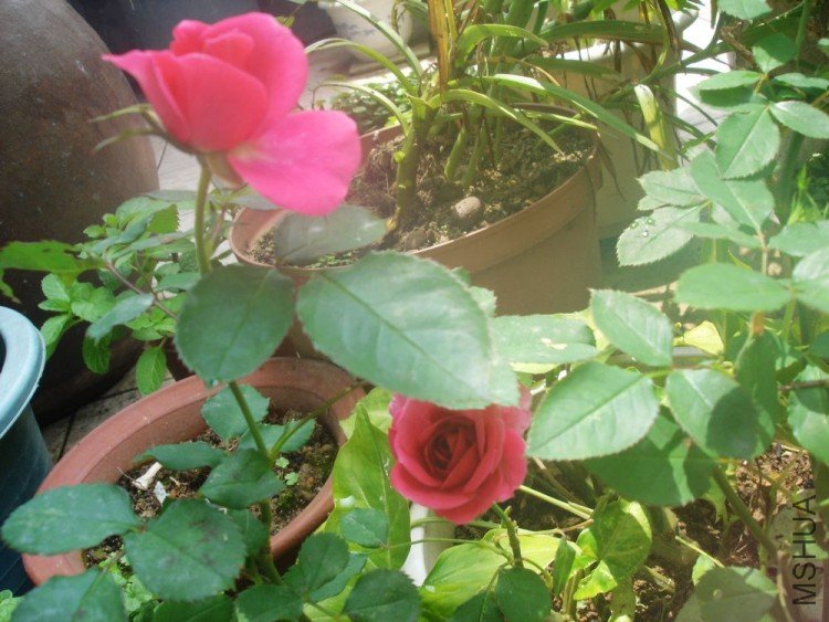 DSC01290.JPG