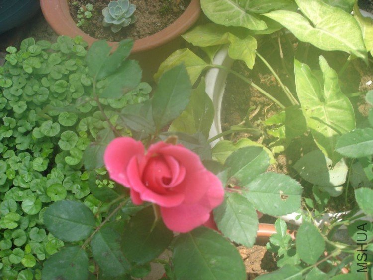 DSC01292.JPG