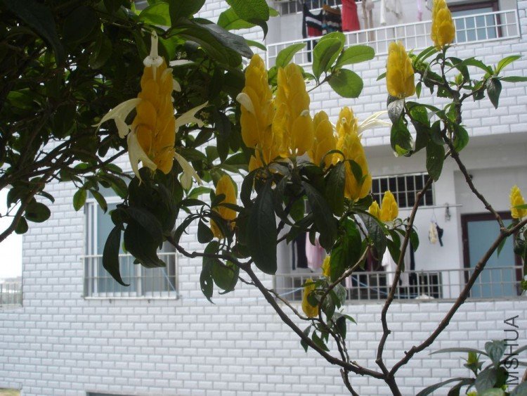 DSC01309.JPG