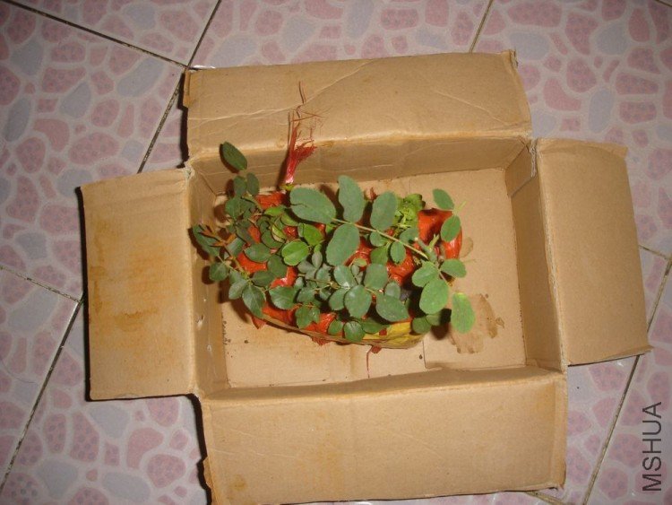 DSC01285.JPG