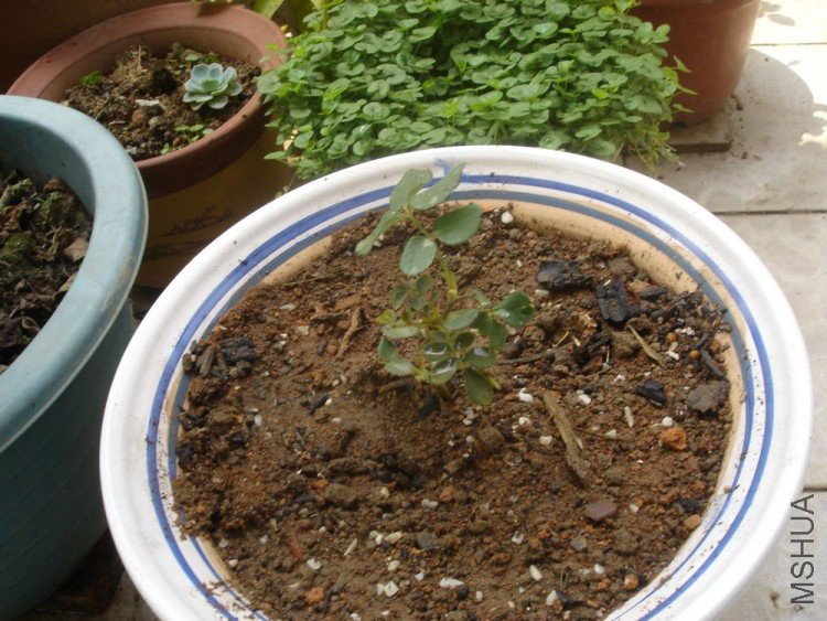 DSC01304.JPG