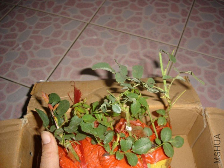 DSC01287.JPG