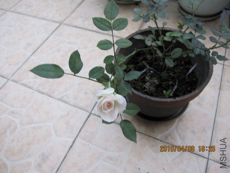 IMG_0019.jpg