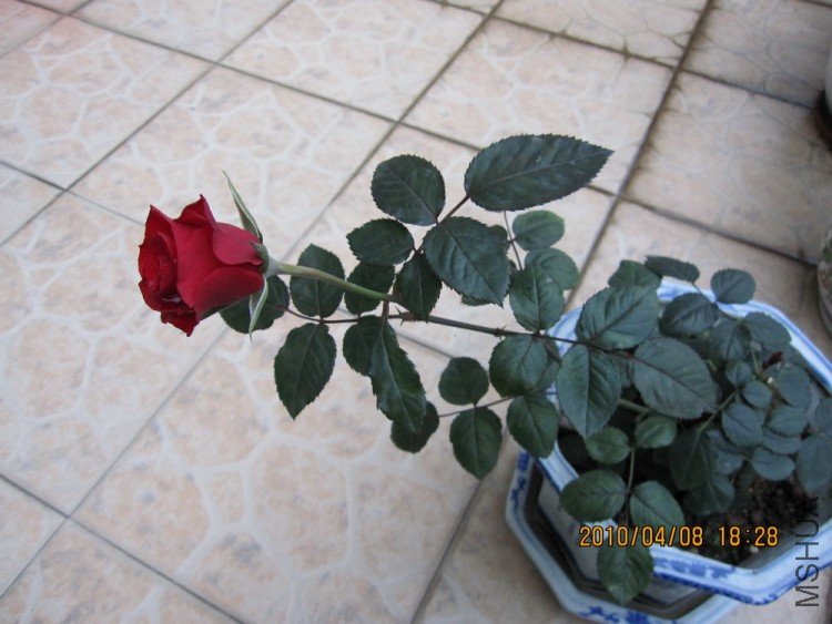 IMG_0021.jpg