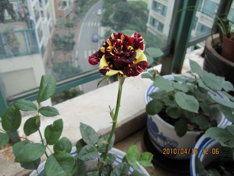 IMG_0025.jpg