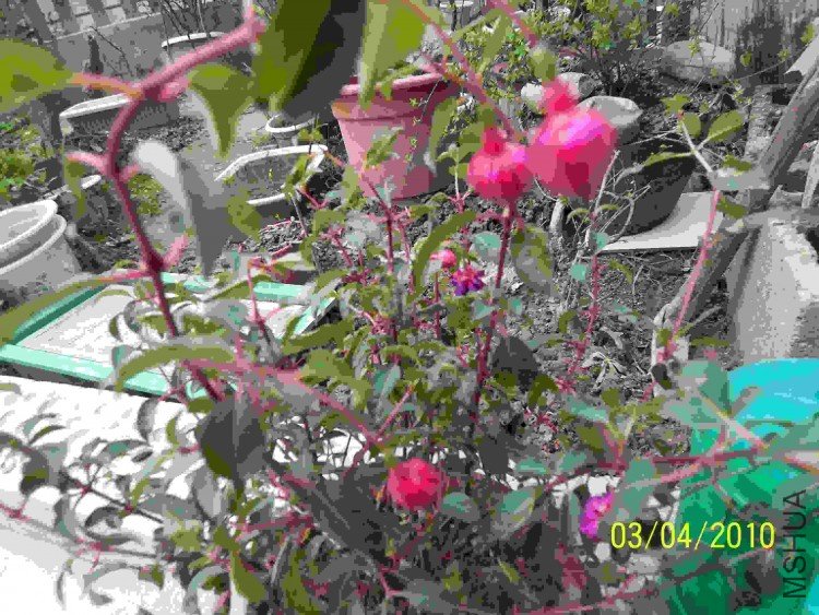 100_2010.JPG