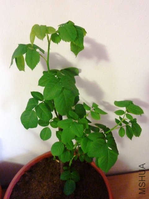 P1010800.JPG