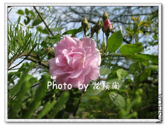 ���� ��ɫ.jpg