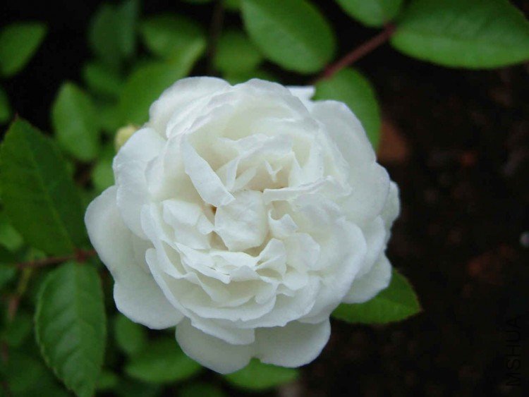 DSCF3309.JPG