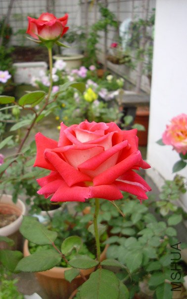 DSCI0135.jpg