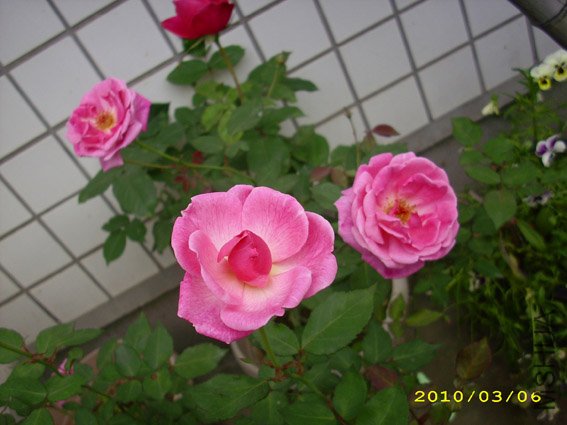 DSCI0184.jpg