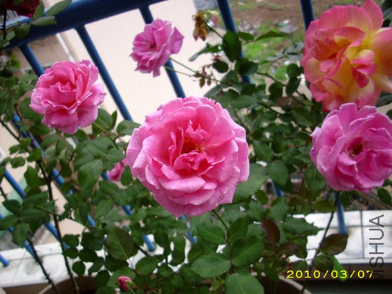 DSCI0219.jpg