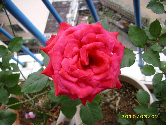 DSCI0223.jpg