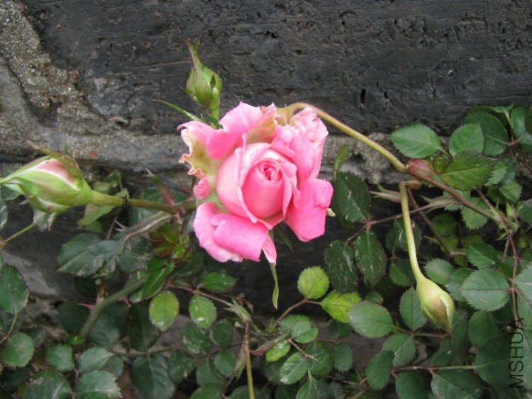 �����΢��