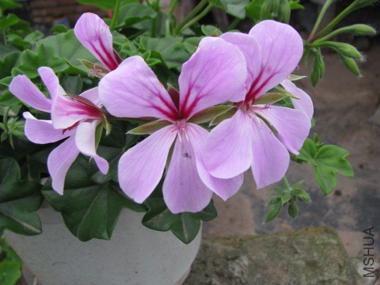 �����͵�����