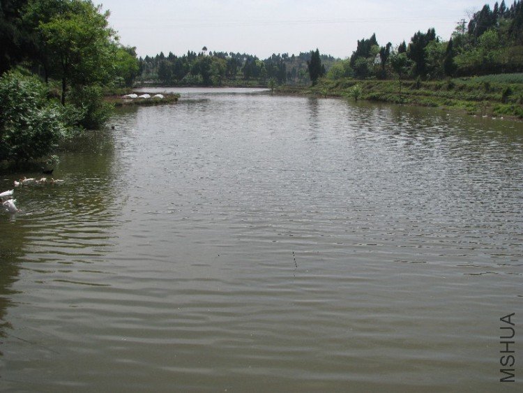 ���ŵ������