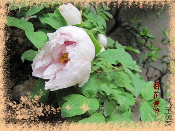 �⼸�춼���꣬���Կ�Ʒ����