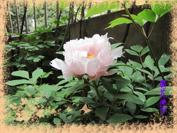 ����ѩӳ�һ�