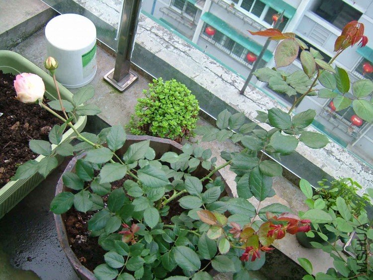 DSCF3311.JPG