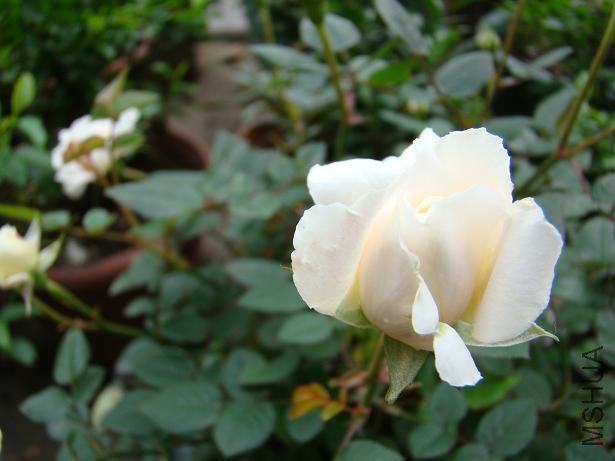 10.JPG