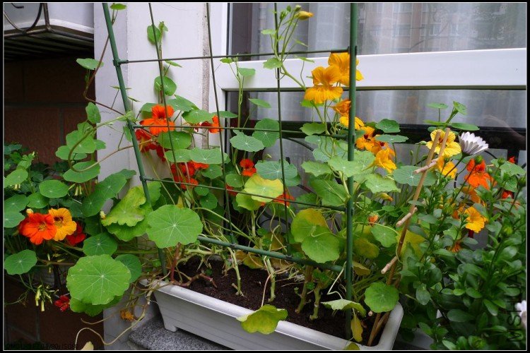 ľ�޸������ź���������