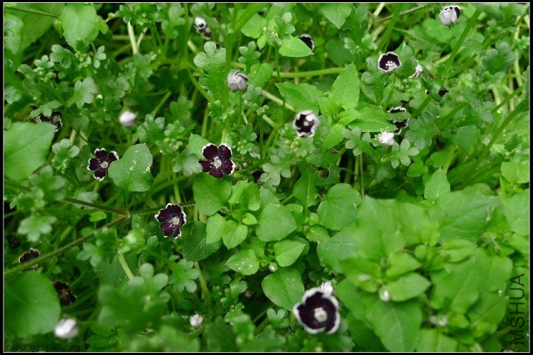 ǰ���Ӣ�����ĺڷ���ȥ�꿪����ľ���ռ��˺ö����Ӷ��������ڵ����ˣ�����һ��Ƭ��