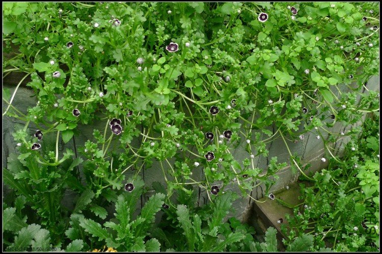 �������ر��ֱ���һ����ζ��