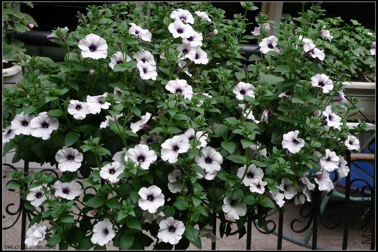 ����2008�����ϸ��ҵ�һ��С�磬ȥ��ͽ��궼���Ҽҷ��չ��