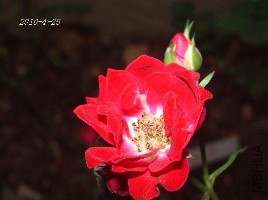 IMGP7279m.jpg