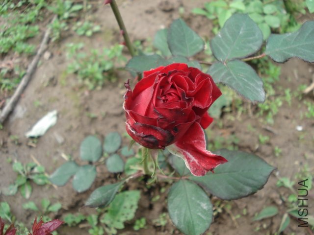 DSC03721.JPG