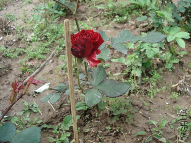DSC03722.JPG