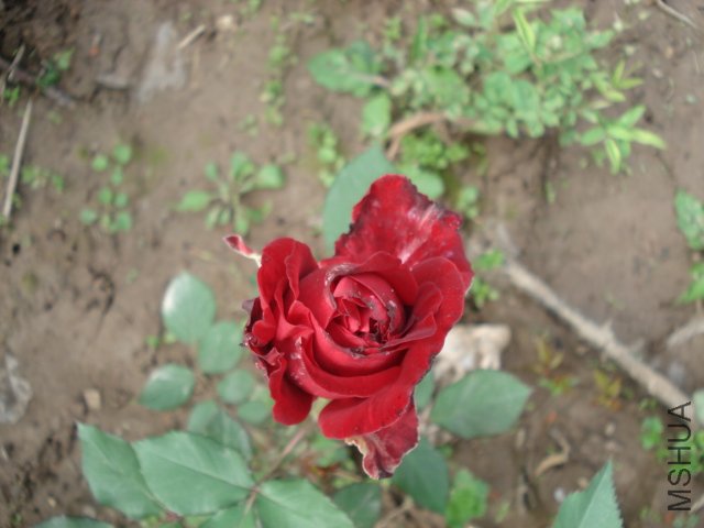 DSC03723.JPG